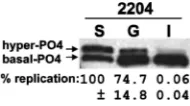 TABLE 6. Sensitivity of replicons to BMS-790052 in NS5A complementation assay