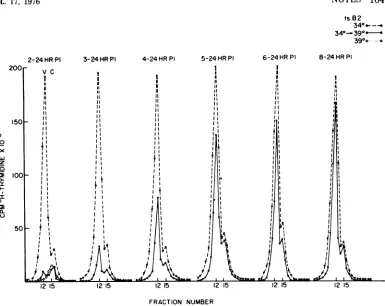 FIG. 5.v|Edensity1and to Profiles of [3H]thymidine-labeled viral (V) and cellular (C) DNA obtained by cesium chloride gradient centrifugation of lysates of tsB2-infected cultures after shift-up to 39 C at 2 to 8 h postinfection unshifted cultures labeled s