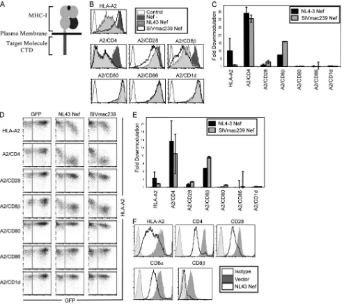 FIG. 1. Nef downmodulates HLA-A2, A2/CD4, A2/CD8�NL43 Nef and the GFP reporter. (E) Quantitation of ﬂow cytometry experiments shown in panel D