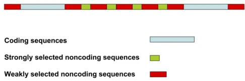 Figure 1 The organization of noncoding sequences around two codingsequences (blue), into blocks of strongly selected sequence (green) andweakly selected sequences (red).