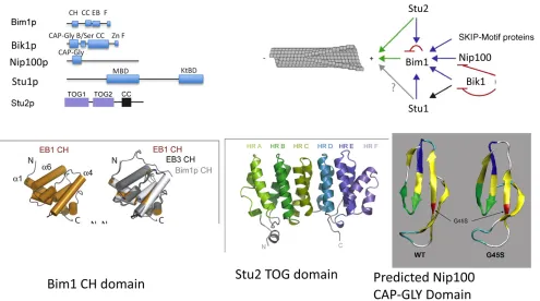 Figure 5 Domain structure and hierarchy of microtubule plus-end-tracking proteins Bim1 (EB1), Bik1 (CLIP-170), Nip100 (p150Stu2 (XMAP215)