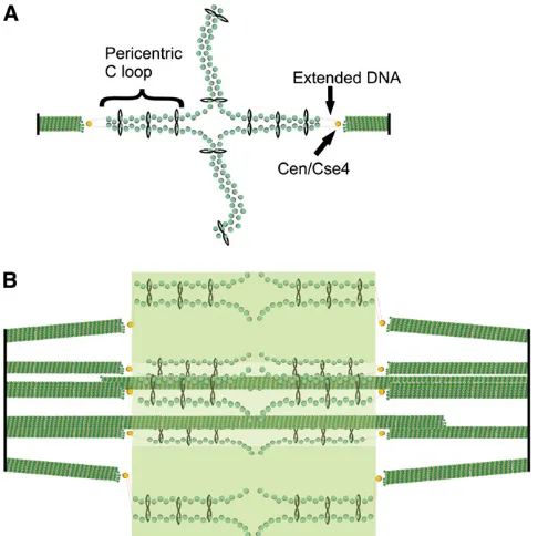 Figure 6 DNA springs in the spindle: model of the organization of cohesin