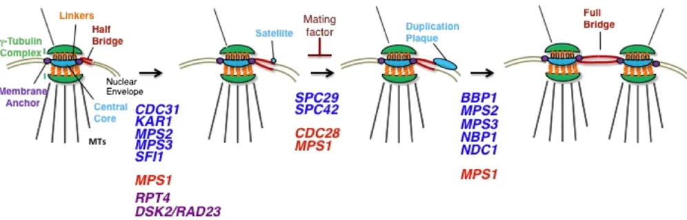 Figure 7 The SPB duplication pathway. The various steps and the genes required at each step of the pathway are indicated (seethe duplication plaque and the beginning of the fenestra in the nuclear envelope