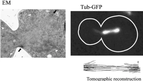 Figure 2 The mitotic spindle in yeast (A, left)is formed from spindle pole bodies (A, right)that are composed of ﬁve subcomplexes (B).(A, left) Immunoﬂuoresence of a large-bud-ded mitotic yeast cell showing SPBs markedby Spc42-GFP (green), microtubules (re