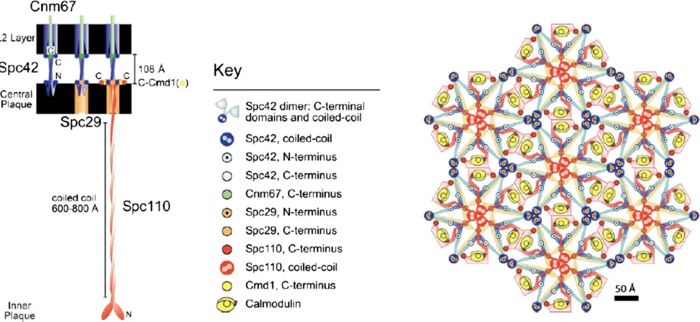 Figure 3 A model of the SPB central-plaque structure in cross section (left) andvarious structural data about the components in this substructure of the SPB