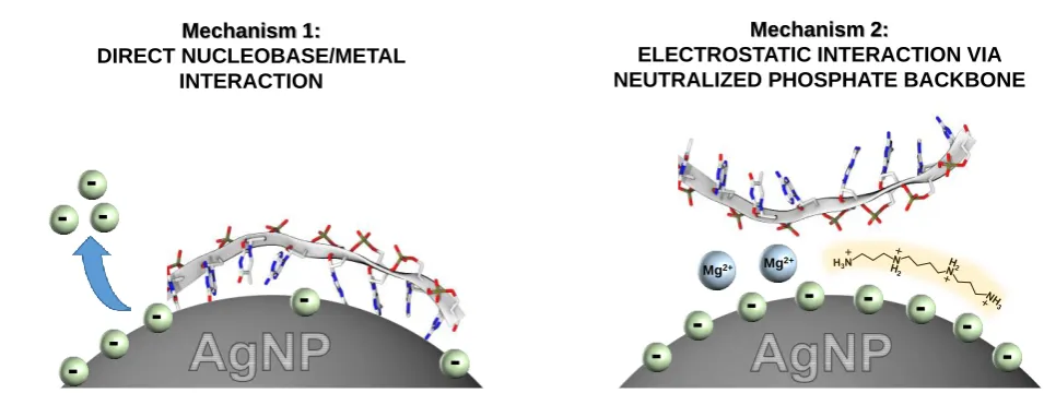 Figure 7.  Schematic outline of the mechanisms of adsorption of single-stranded DNAs on silver colloids: (A) direct  nucleobase/metal interaction and (B) electrostatic interaction with the phosphate backbone and negatively-charged residual  anions onto the