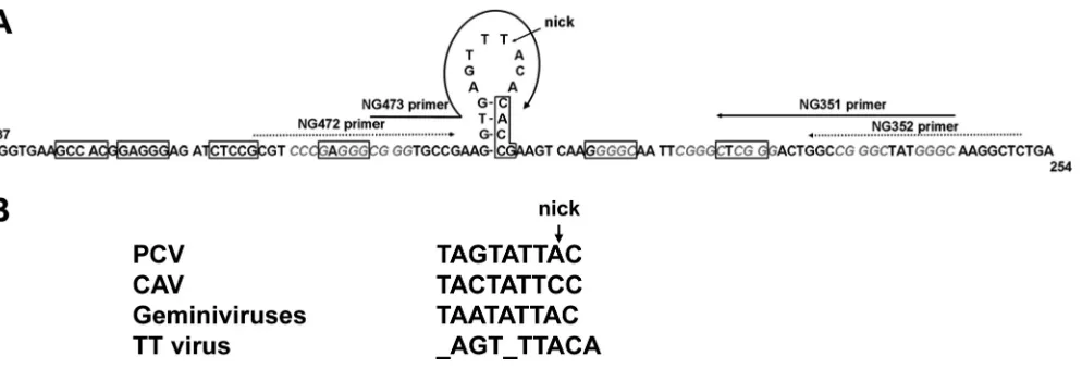 FIG. 7. Proposed origin of replication for TTVs. (A) Conserved region of TTV sequence indicating the proposed origin of replication in thestem-loop structure