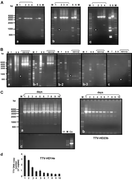 FIG. 2. Propagation of full-length TTV-HD genomes in 293TT cells. Shown are examples of propagation of TTV-HD14b, TTV-HD14c,TTV-HD14a, and TTV-HD14e (lanes 1 to 4), TTV-HD15a (lane 5), and TTV-HD16a (lane 6) after nested PCR ampliﬁcation (A) and