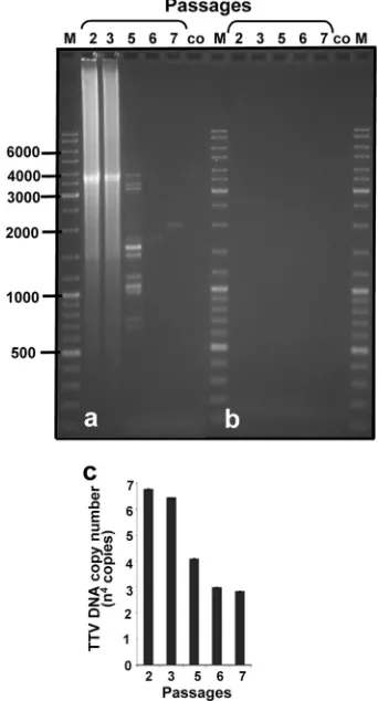 FIG. 3. In vitroEach lane represents one passage of infected cells onto uninfected293TT cells