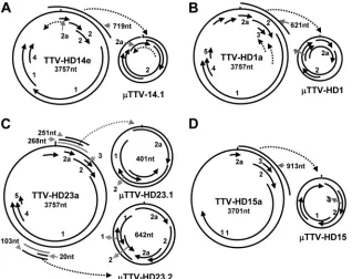 FIG. 4. Schematic presentation of full-length TTV-HD genomes with their respective �TTV-HD molecules