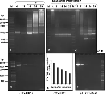 FIG. 5. Independent propagation of �nested PCR ampliﬁcation. (b and c) Replication of transfectedduring replication ofampliﬁcation of vector DNA as a control