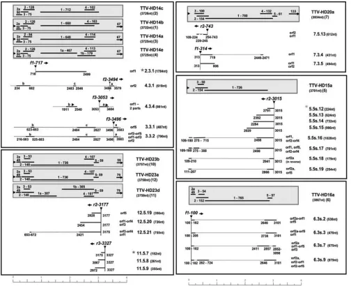 FIG. 6. Examples of transcripts obtained during propagation of full-length TTV-HD. TTV-HD genomes with the respective transcripts aregrouped together in boxes