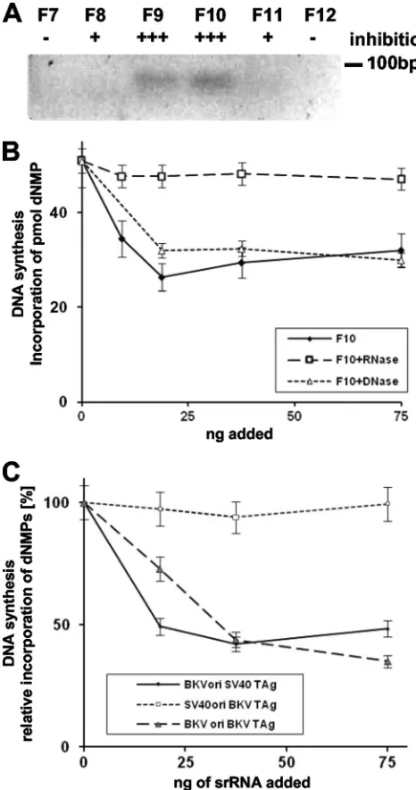 FIG. 1. Determination of nature of inhibitory activity. (A) Frac-tions F7 to F12 corresponding to the Mono Q elution peak analyzed by