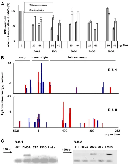 FIG. 3. Replication of polyomavirus DNA in the presence of srRNAs. (A) srRNAs were transcribed in vitropromoter; the sequences coding for the indicated RNAs as templates were assayed for inhibition of BKV DNA replication either in HeLa extractor in the mon