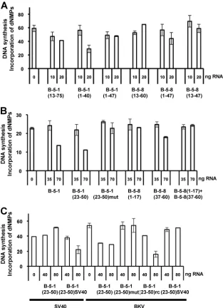 FIG. 5. Modulation of BKV and SV40 DNA replication in the presence of mutant srRNAs. (A and B) Wild type and deletion mutants of B-5-1and B-5-8 RNA were added to the monopolymerase BKV DNA replication assay in the indicated amounts (the numbers in parentheses describe