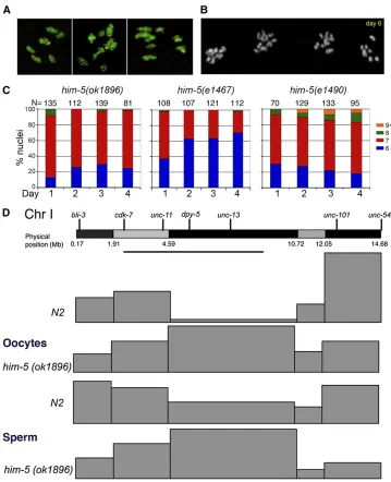 Figure 2 Bivalent formation and recom-statistical analyses are provided inS2e1467landscape is altered on autosomes inhim-5of chromosome I is shown with the lo-cation of physical markers used for poly-morphism mapping