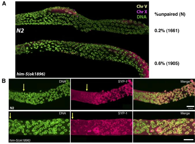 Figure 4 Pairing and synapsis are normal inable from wild type with very few unpaired FISHsignals in these regions