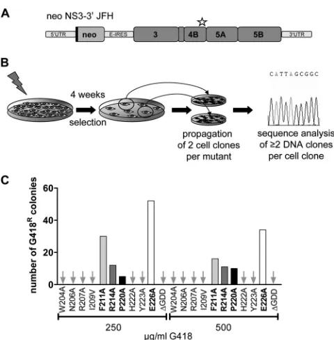 FIG. 3. Identiﬁcation of pseudoreversions compensating for NS4Bdefects. (A) Schematic representation of the selectable subgenomic
