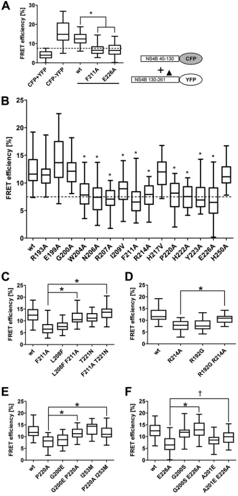 FIG. 6. Mutations in the C-terminal region of NS4B and theirimpact on interaction with the NS4B N-terminal region