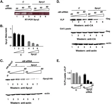 FIG. 1. Depletion of the endogenous pool of Spry2 inhibits HIV-1 Gag release. (A) Qualitative analysis of Spry2 mRNA expression