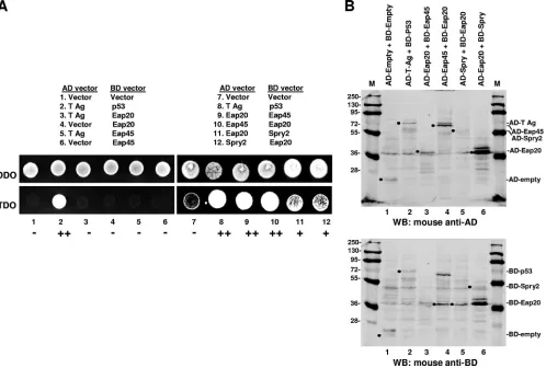 FIG. 4. Spry2 interacts with Eap20 in the yeast two-hybrid assay. (A) Growth assay. Eap20, Eap45, and Spry2 fusions (lanes 9 to 12) or controlconstructs (lanes 1 to 8) were coexpressed as indicated and tested for cotransformation of the fusion pairs on DDO medium (top) or for positive