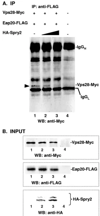 FIG. 5. HA-Spry2 interferes with ESCRT-I–ESCRT-II interaction.(A) Immunoprecipitation reactions