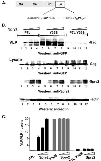 FIG. 7. HA-Spry2 rescues P7L-Gag. (A) Schematic drawing of Gagshowing location of disruptive mutations in primary and secondary L