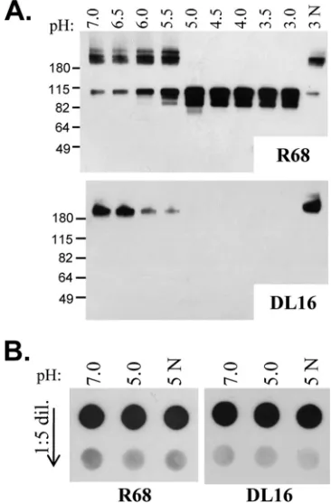FIG. 3. (A) Soluble gB shifts from a high-molecular-mass to alow-molecular-mass state at pH 5, as seen by native Western blotting.