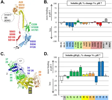 FIG. 4. (A) Crystal structure of the soluble gB protomer (residues 111 to 725). Structural domains are indicated by color: domain I, blue; II,green; III, yellow; IV, orange; and V, red