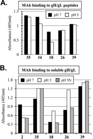 FIG. 6. (A) ELISA showing the percent change of MAb binding tovarious gB epitopes at pH 5 versus pH 7 in the context of virus (HSV-1