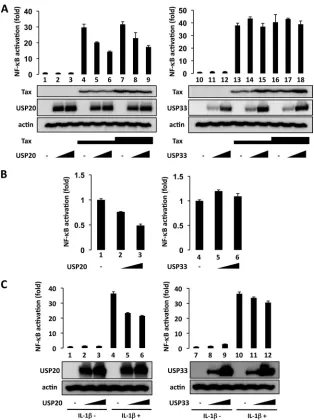 FIG. 1. Expression of USP20 suppresses HTLV-1 Tax- and IL-1�Tax-expressing plasmid, Hpx-Tax (0.05pcDNA3-USP20 (0.518)