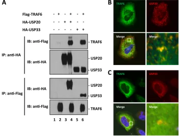 FIG. 3. TRAF6 interacts with USP20 and USP33. (A) HEK293T cells were transfected with the indicated plasmids, and immunoprecipitationwas done with either anti-Flag or anti-HA antibody as indicated