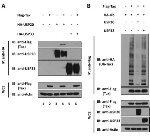 FIG. 6. USP20 is frequently expressed at a reduced level in HTLV-1-transformed cells. (A) USP20 transcripts in the indicated T cell lines