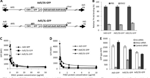 FIG. 1. Role of DSG2 in transduction of chimeric Ad5/3 vectors. (A) Structure of Ad5/3 vectors