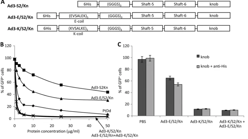 FIG. 3. Ad3 ﬁber knob dimerization via E/K coils. (A) Schematic structure of recombinant Ad3 ﬁber knob proteins containing an N-terminalHis tag, dimerization domains (E coil or K coil [17]), a ﬂexible linker, two ﬁber shaft motifs (ﬁfth and sixth), and the Ad3 ﬁber knob domain.