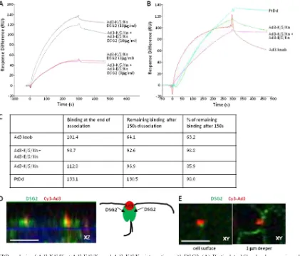 FIG. 5. SPR analysis of Ad3-K/S/Kn�streptavidin-linked sensorchips. DSG2 was injected at 3 and 10 mg/ml