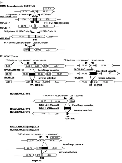 FIG. 1. Structure of recombinant HCMV BAC DNAs. (a) Diagram of recombinant BAC DNAs of wt, RdlUL79�DNAs with an epitope fused to the UL95 and UL87 ORFs