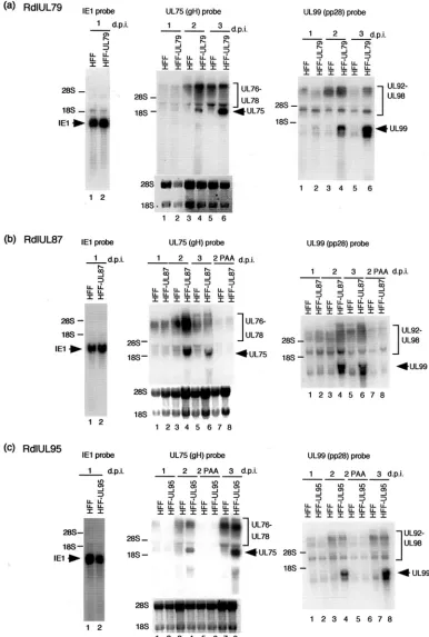 FIG. 5. Northern blot analyses of late gene transcription after infection with recombinant viruses