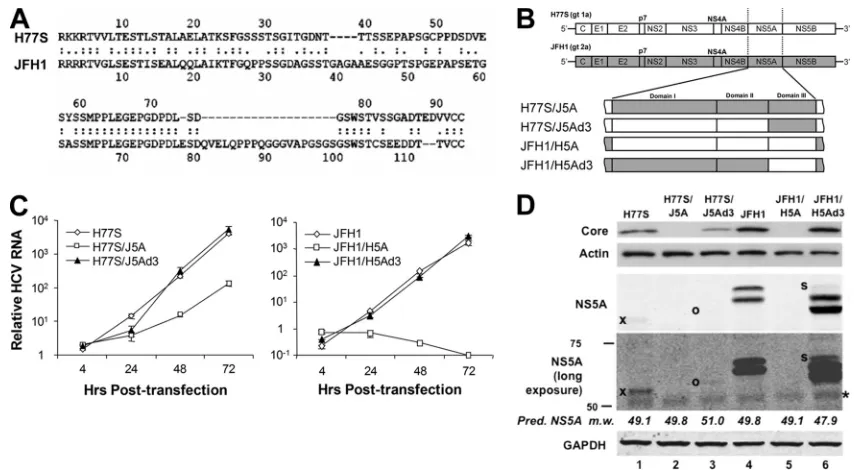 FIG. 1. Construction and evaluation of replication properties of NS5A chimeras. (A) Amino acid sequences of NS5A domain III in H77S andJFH-1 viruses