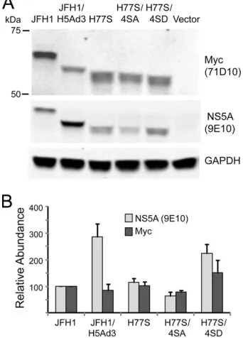 FIG. 3. Ectopically expressed NS5A proteins. (A) Expression vec-tors encoding various NS5A molecules, each with an N-terminal Myc