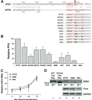 FIG. 7. Impact of Ala substitutions at potential Ser/Thr phosphoacceptor site residues in domain III of H77S on viral RNA replication andinfectious virus production