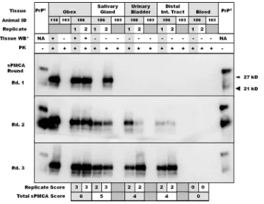 TABLE 3. Summary of scores achieved in duplicatesPMCA experimentsa