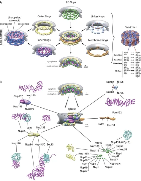 Figure 2 (A) Major structural features of the yeast NPC (based on the architectural map of Alber et al