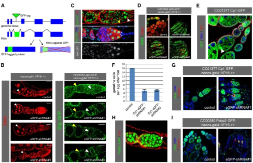Figure 1 Cp1GFPGFP is ubiquitously expressed and localizes to the nucleus (arrowhead)