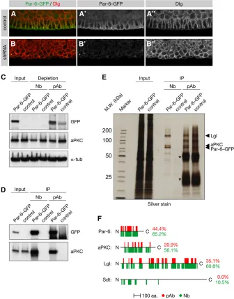 Figure 2 Using the GFP tag to probe genefrom embryonic extract using either anti-GFPnanobodies (Nb) or anti-GFP polyclonal anti-bodies (pAb).function and protein–protein interactions inthe embryo
