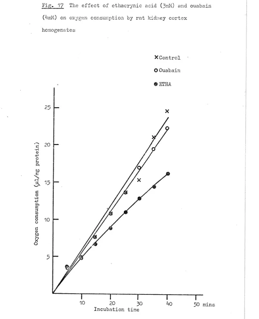 Fig. 17 The effect of ethacrynic acid (3miM) and ouabain 