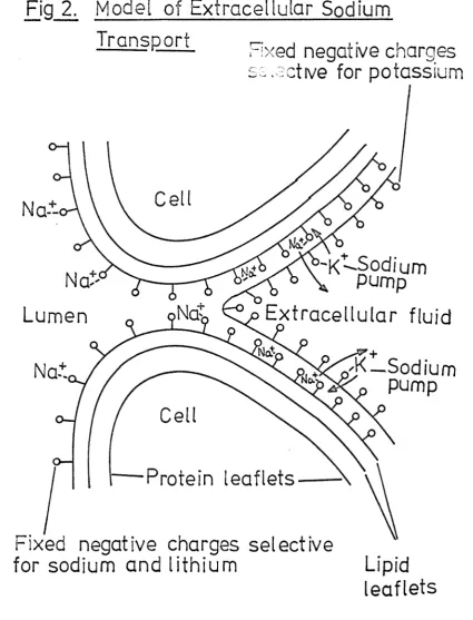 Fig 2. Model of Extracelluiar Sodium 