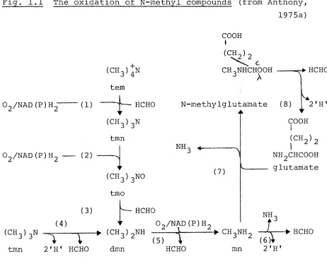 Fig. 1.1 The oxidation of N-methyl compounds (from Anthony, 