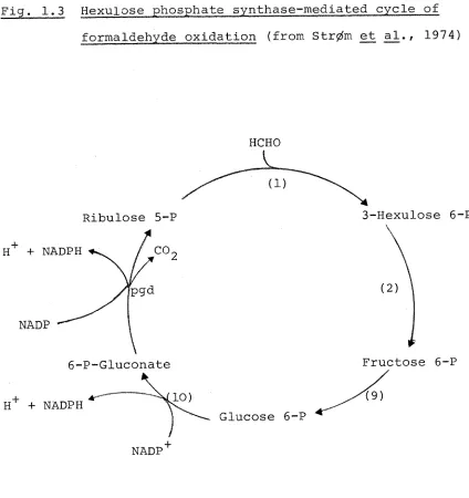 Fig. 1.3 Hexulose phosphate synthase-mediated cycle of 