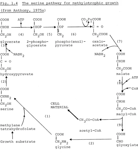 Fig. 1.4 The serine pathway for itiethylotrophic growth 
